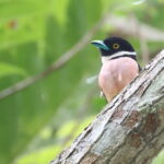 Black-and-yellow Broadbill (image by János Oláh)