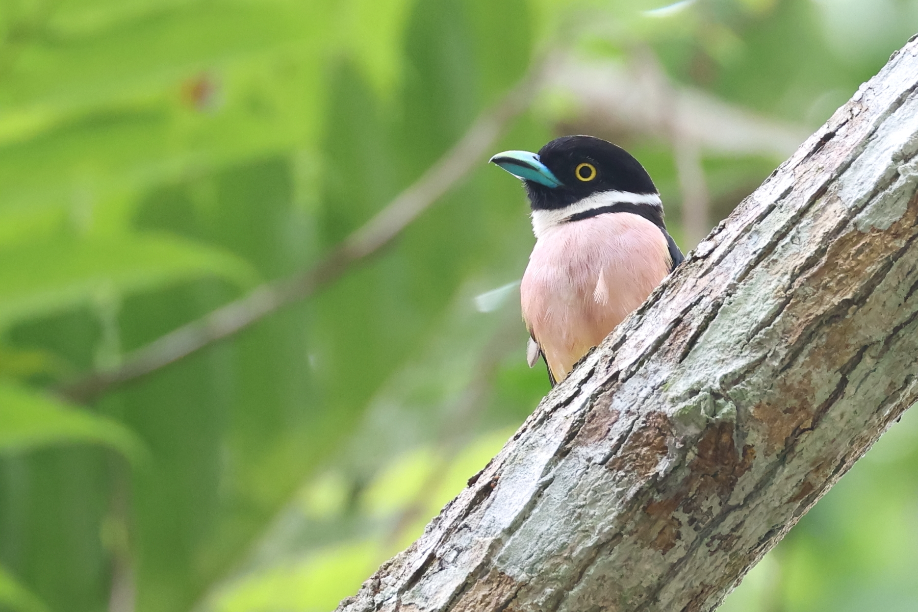Black-and-yellow Broadbill (image by János Oláh)