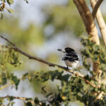 Black-backed Butcherbird (image by Dáni Balla)