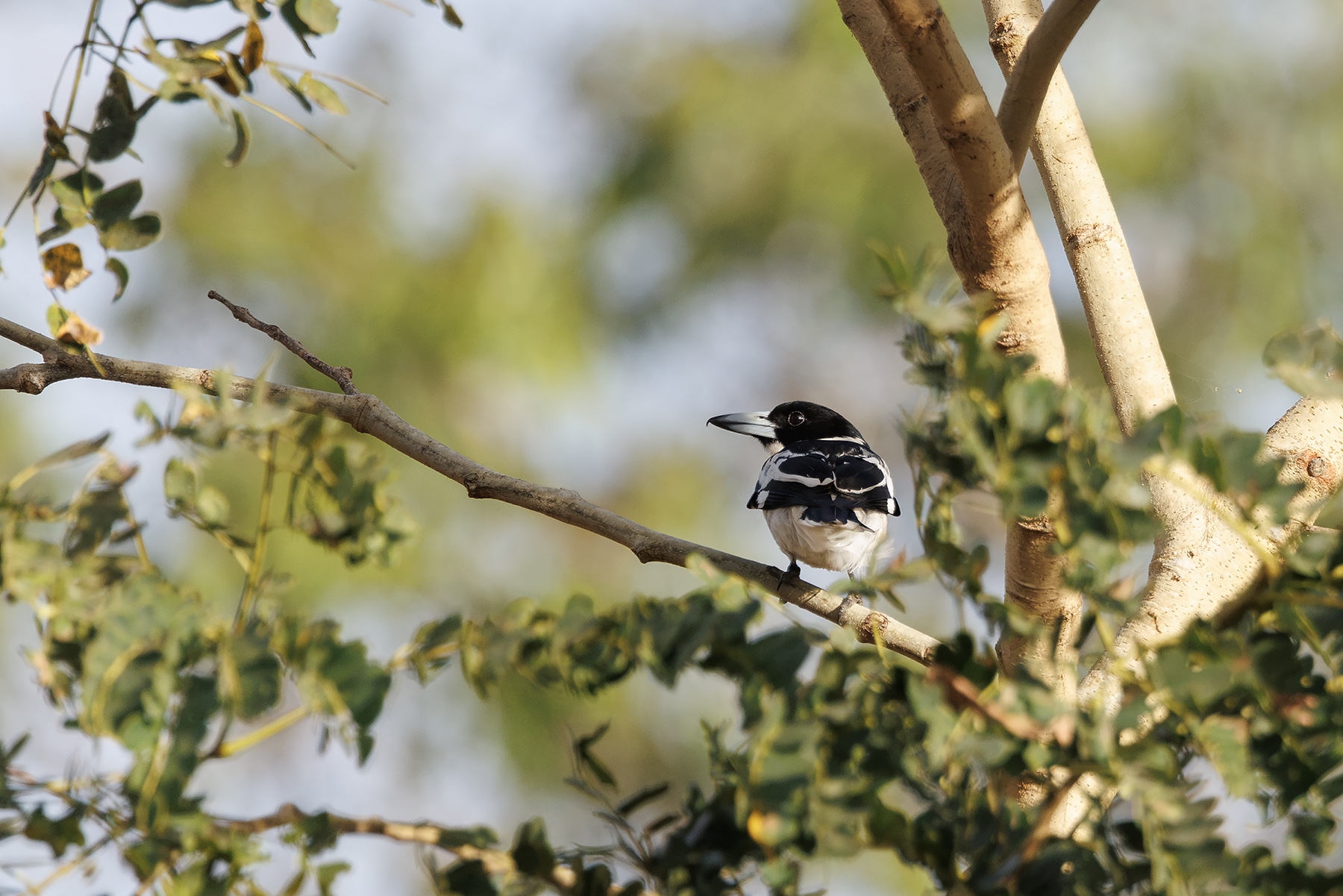 Black-backed Butcherbird (image by Dáni Balla)
