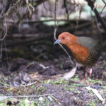 Black-banded Crake (image by Daniel Branch)