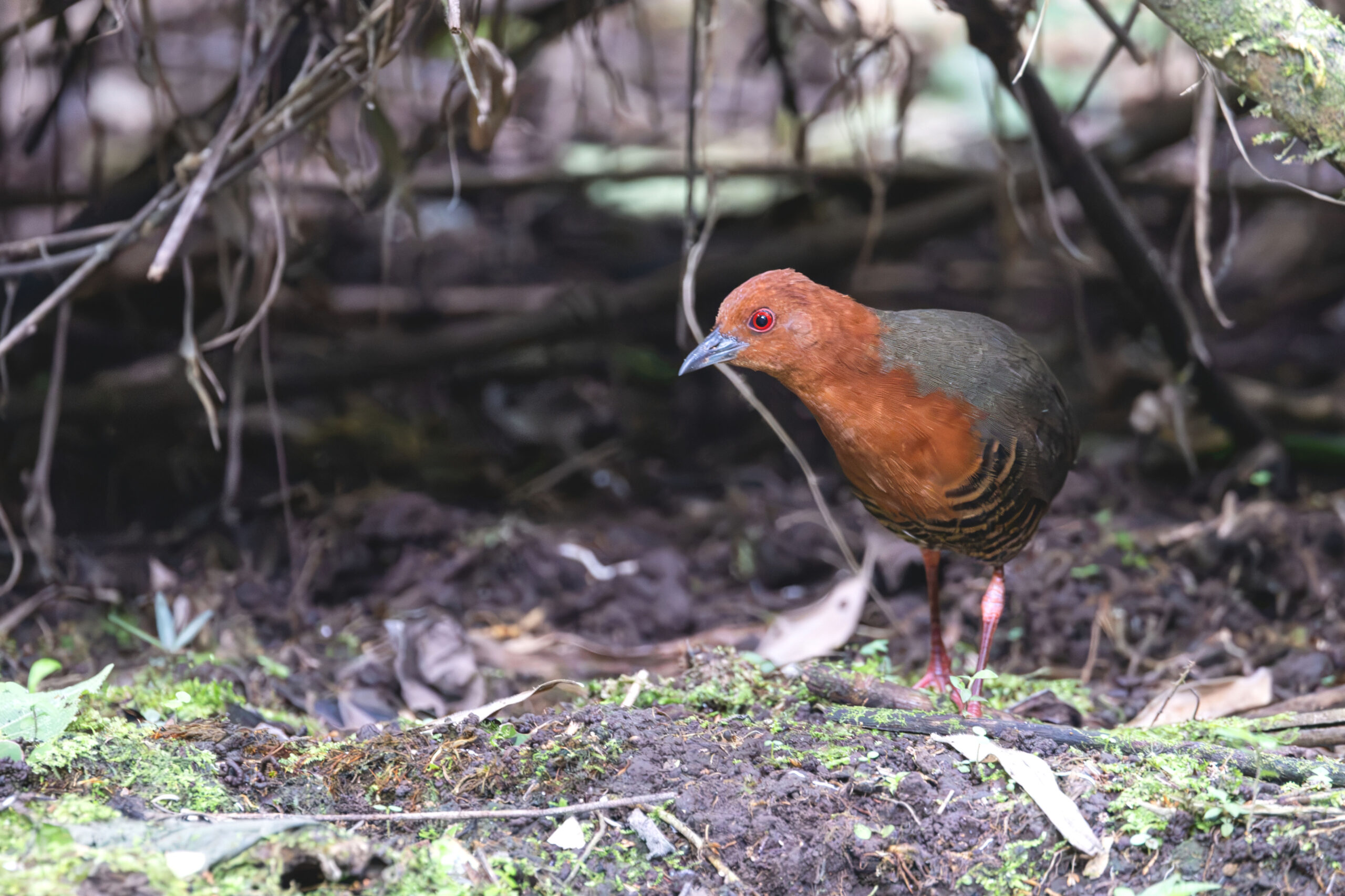 Black-banded Crake (image by Daniel Branch)