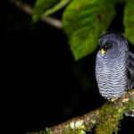 (San Isidro) Black-banded Owl (image by Daniel Branch)