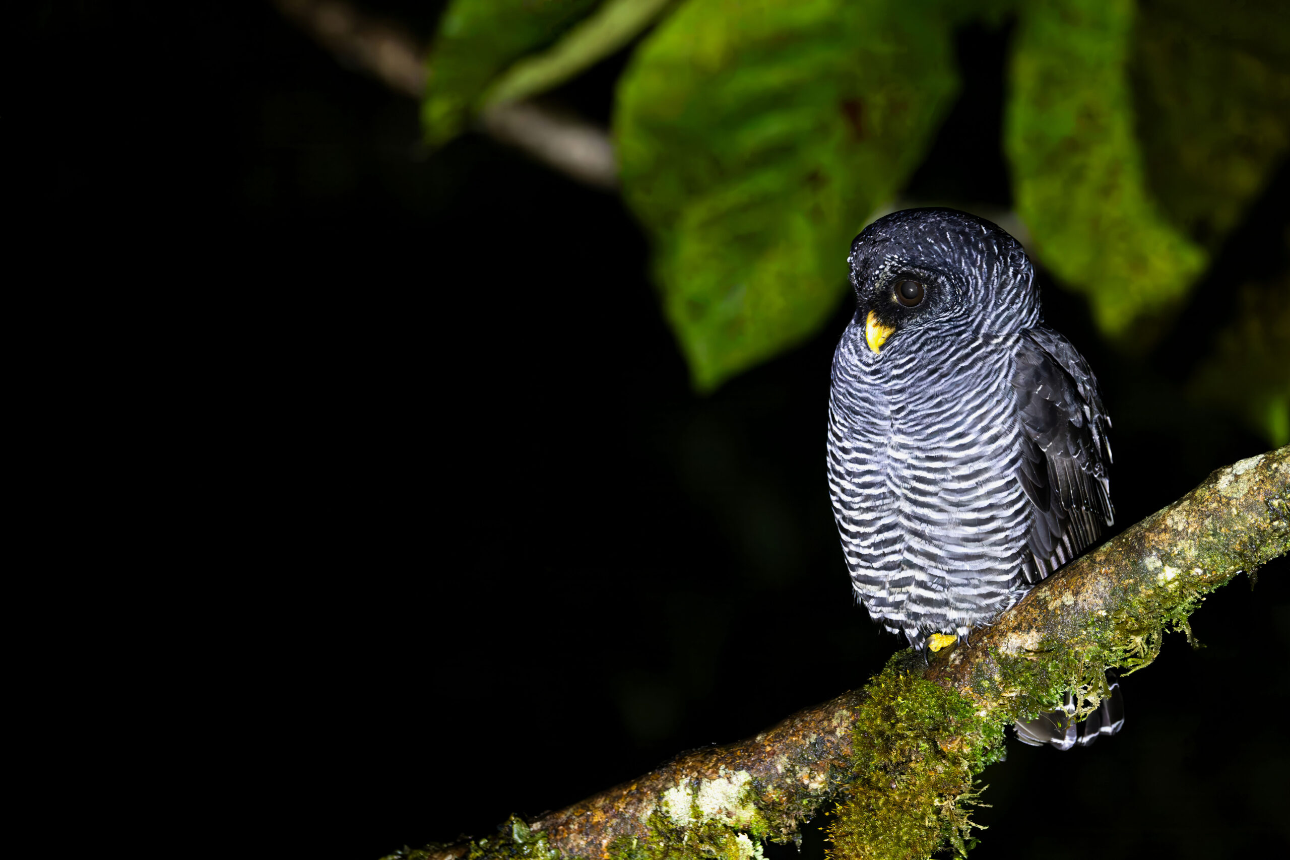 (San Isidro) Black-banded Owl (image by Daniel Branch)