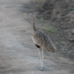 Black-bellied Bustard (image by Mark Van Beirs)