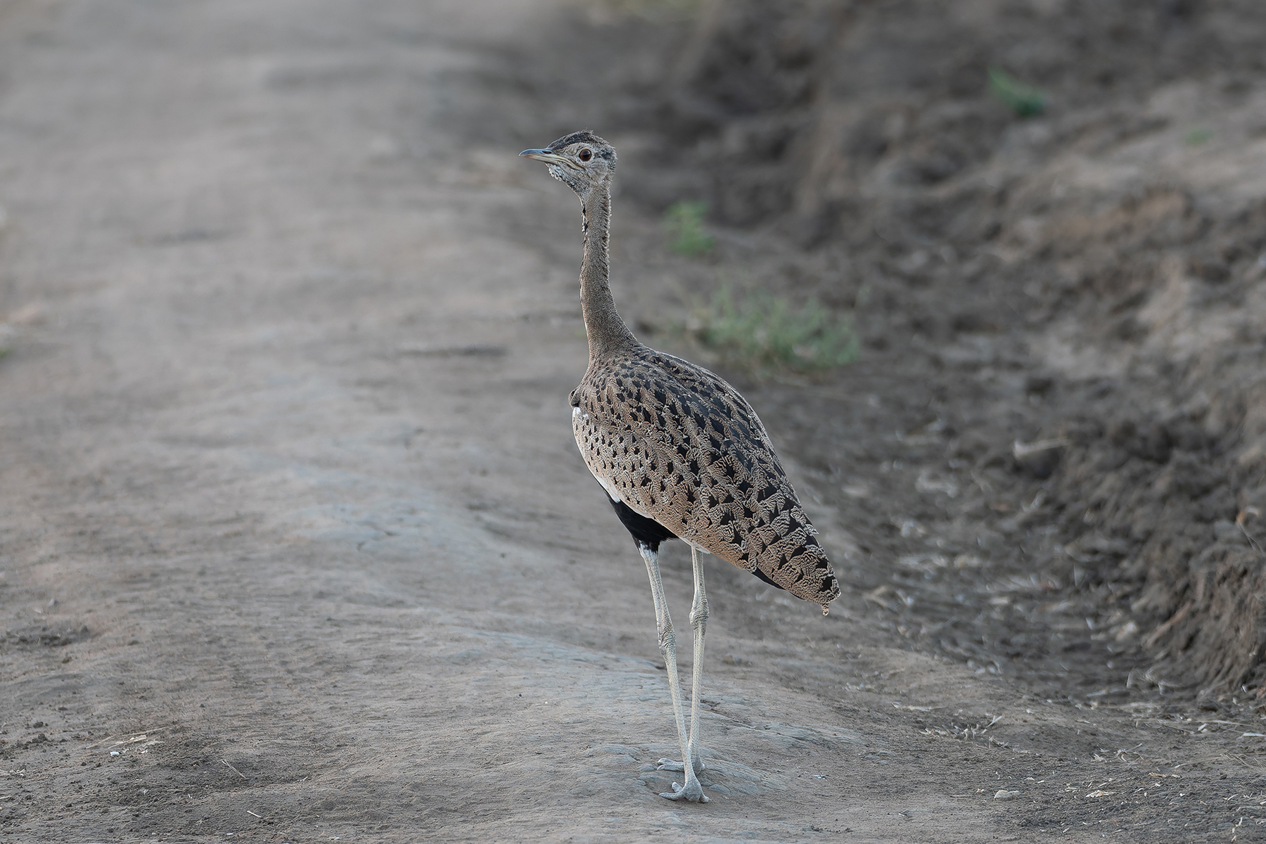 Black-bellied Bustard (image by Mark Van Beirs)