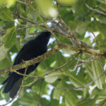 Black-bellied Cuckooshrike (image by Dáni Balla)