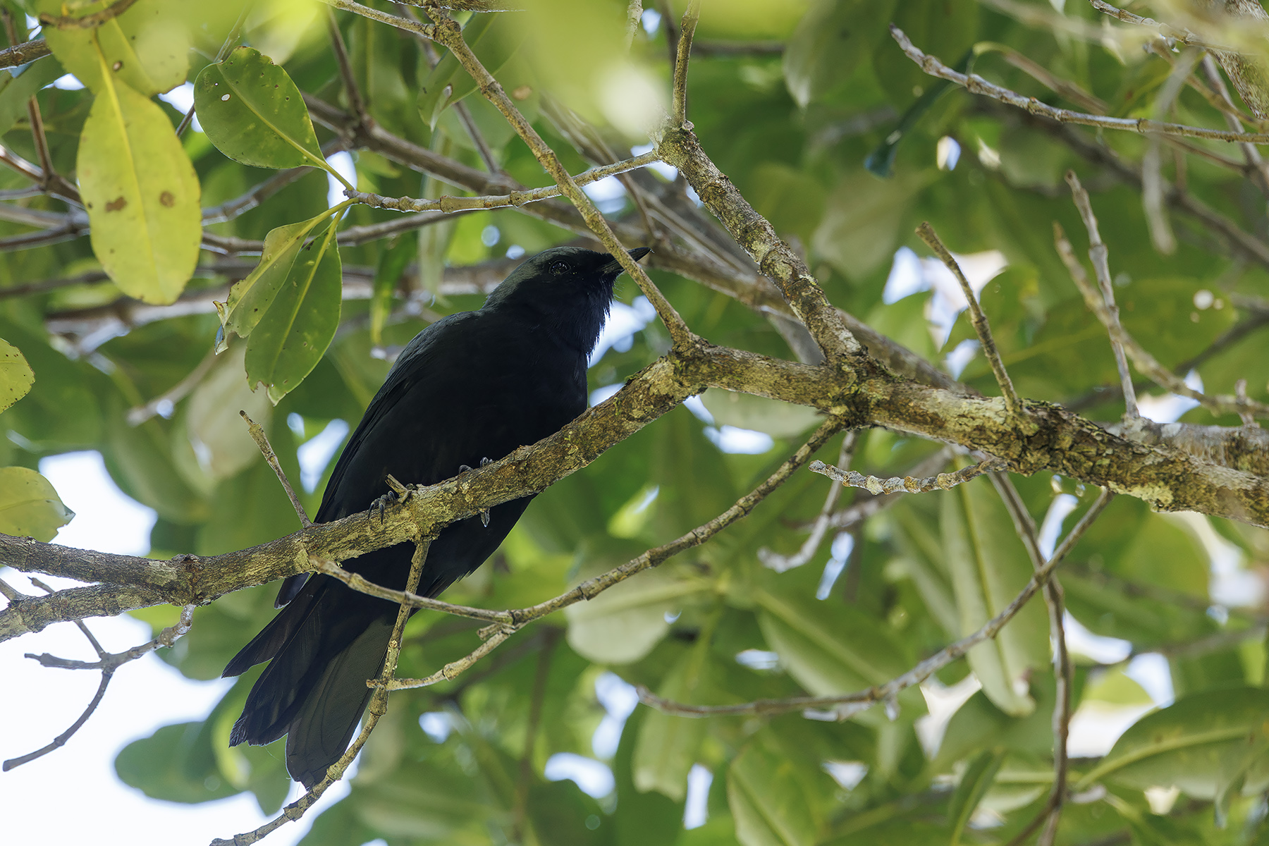 Black-bellied Cuckooshrike (image by Dáni Balla)