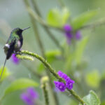 Black-bellied Thorntail (image by Daniel Branch)