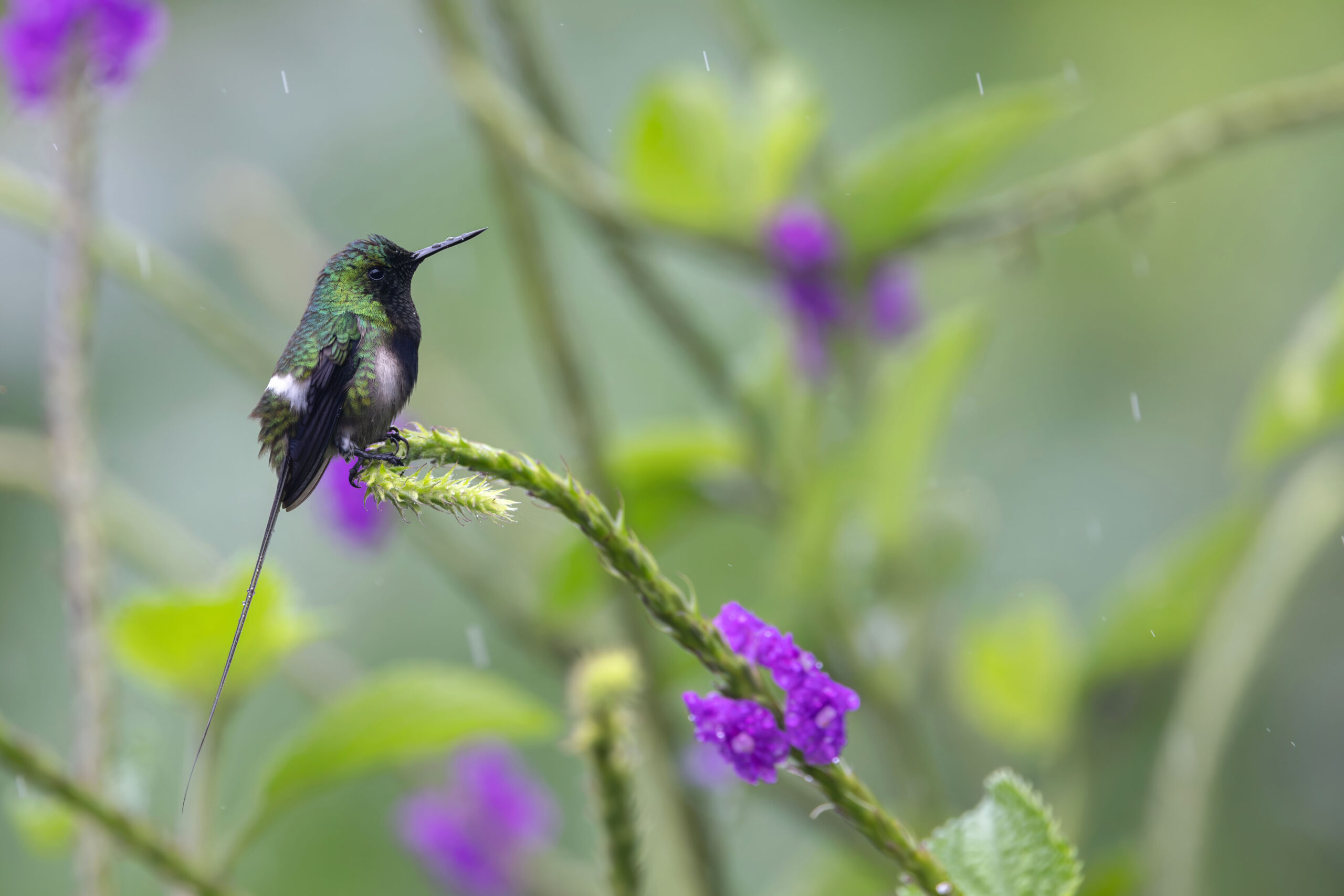 Black-bellied Thorntail (image by Daniel Branch)