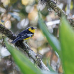 Black-breasted Boatbill (image by Dáni Balla)