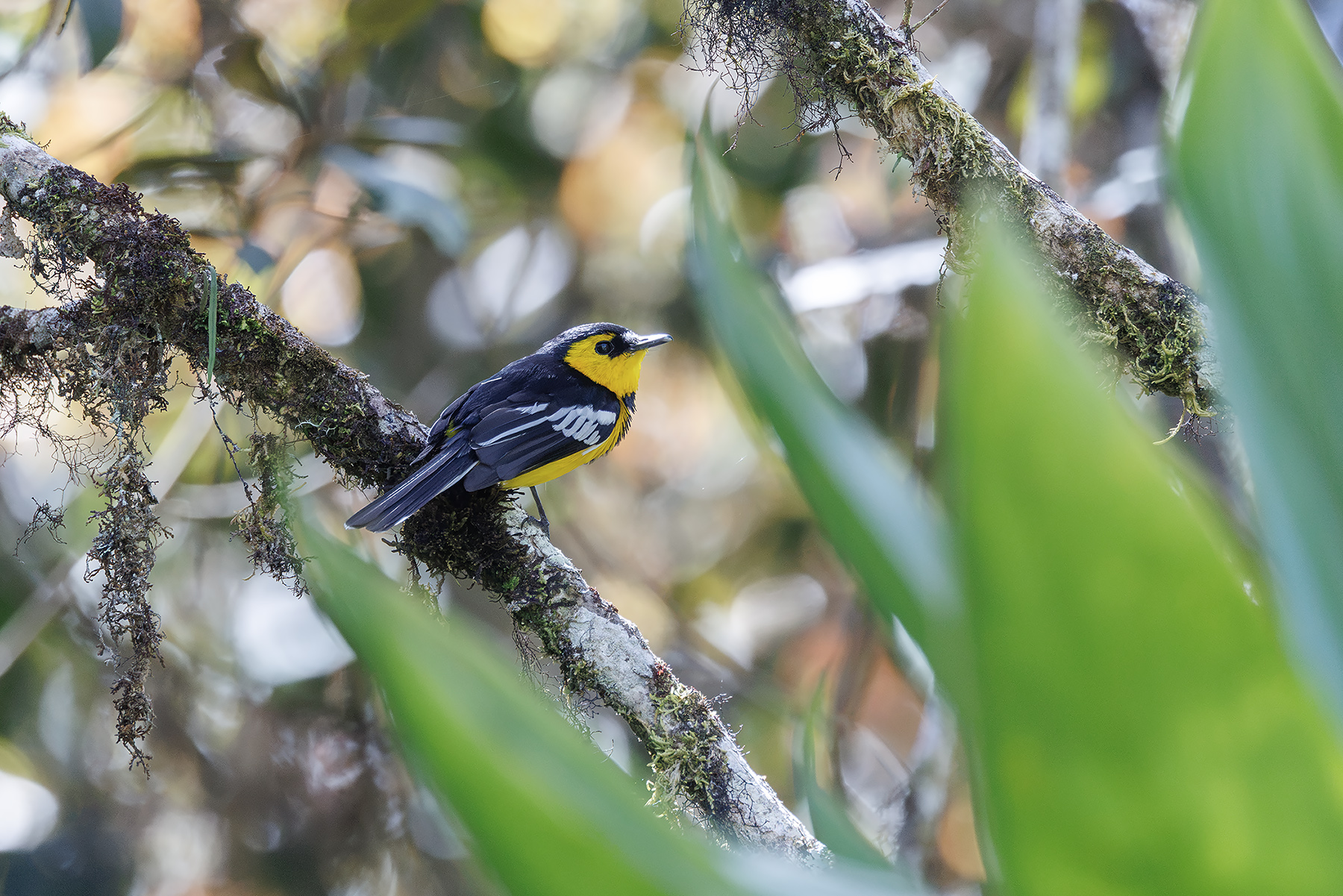 Black-breasted Boatbill (image by Dáni Balla)