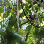 Black-capped Paradise Kingfisher (image by Dáni Balla)