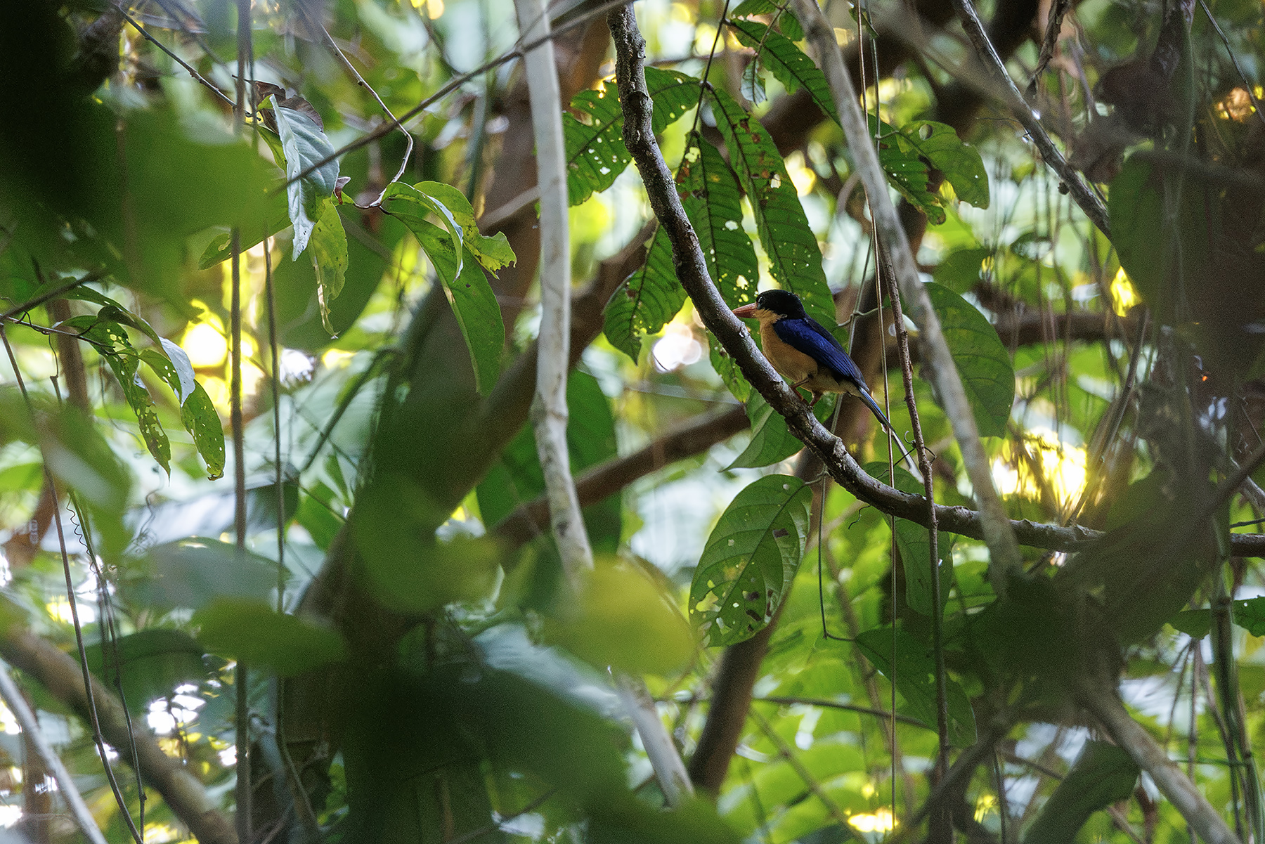 Black-capped Paradise Kingfisher (image by Dáni Balla)