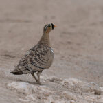 Black-faced Sandgrouse (image by Edward Paxton)