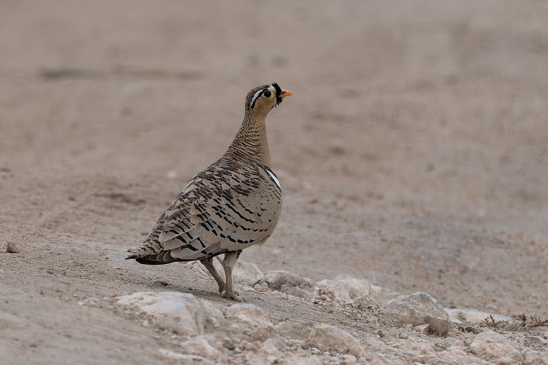Black-faced Sandgrouse (image by Edward Paxton)