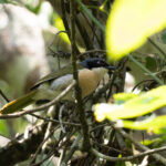 Black-fronted Bushshrike (image by Edward Paxton)