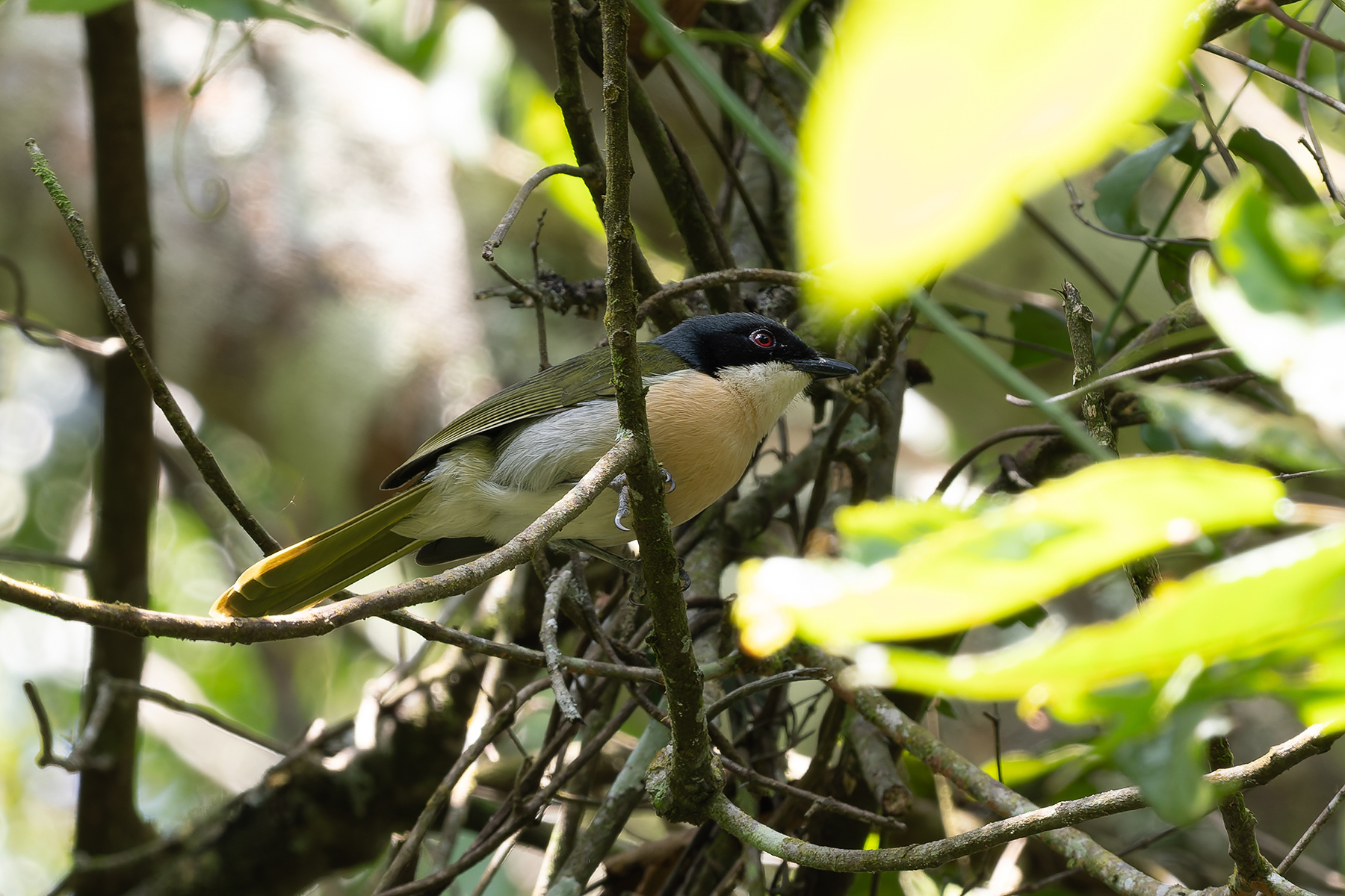 Black-fronted Bushshrike (image by Edward Paxton)