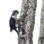 Black-thighed Falconet (image by János Oláh)