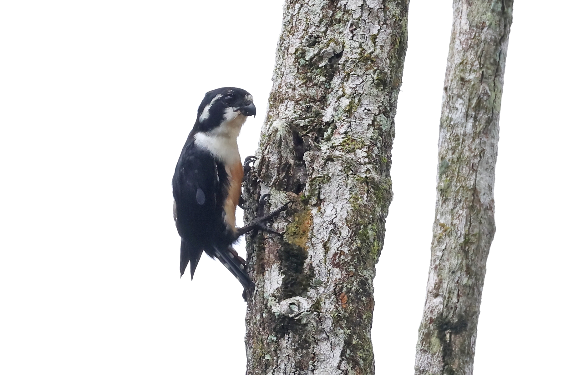 Black-thighed Falconet (image by János Oláh)