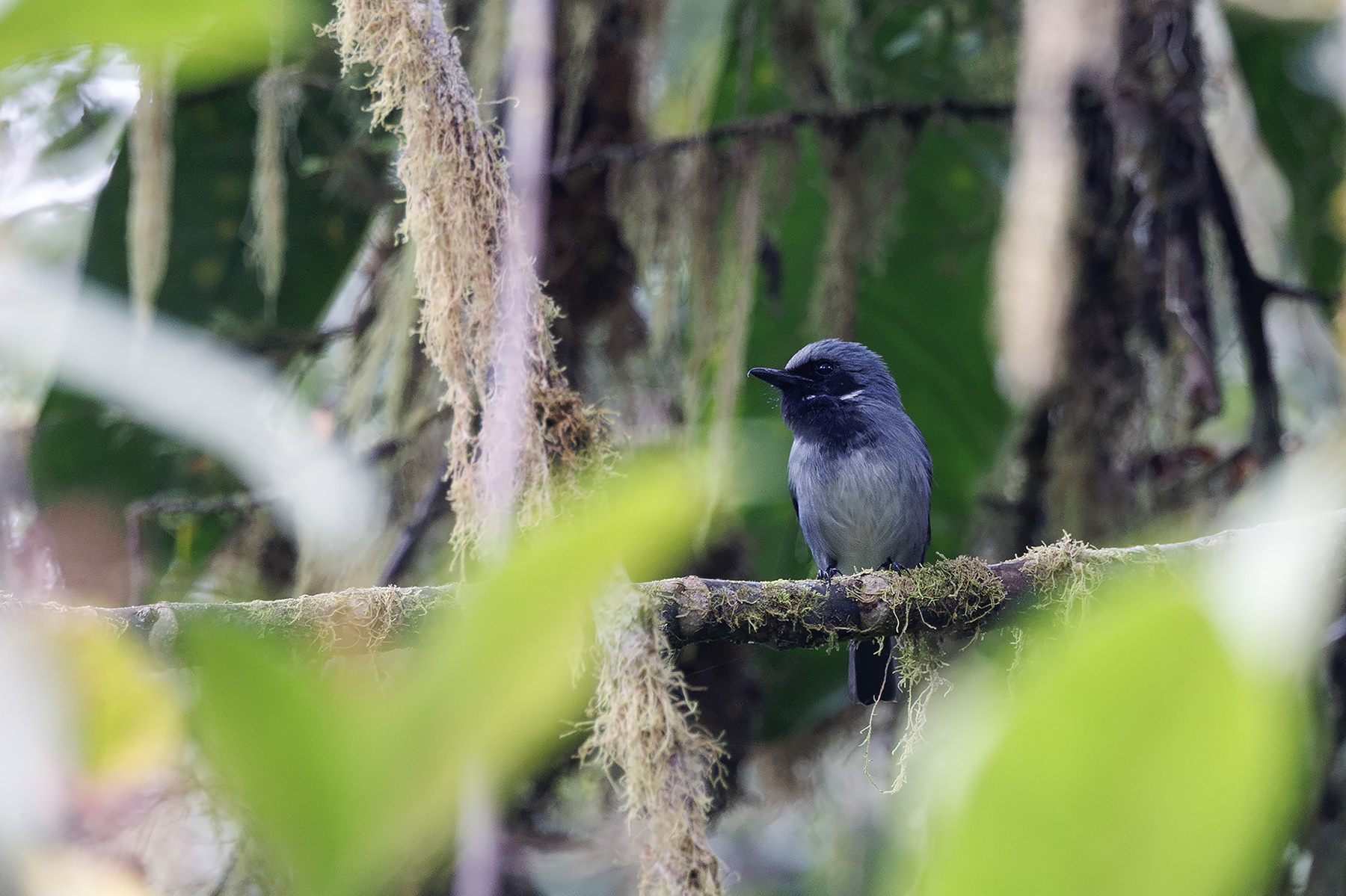 Black-throated Robin (image by Dáni Balla)