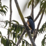 Blue Bird-of-paradise (image by Dáni Balla)