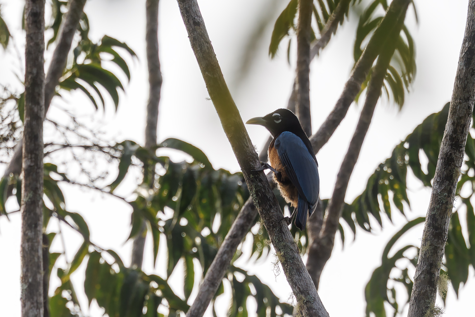 Blue Bird-of-paradise (image by Dáni Balla)