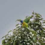 Blue-masked Leafbird (image by Paul Ellis)