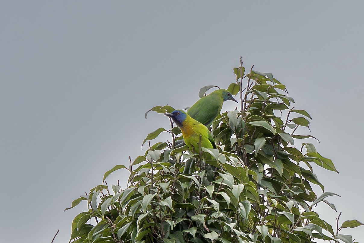 Blue-masked Leafbird (image by Paul Ellis)