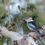 Blue-winged Kookaburra (image by Dáni Balla)