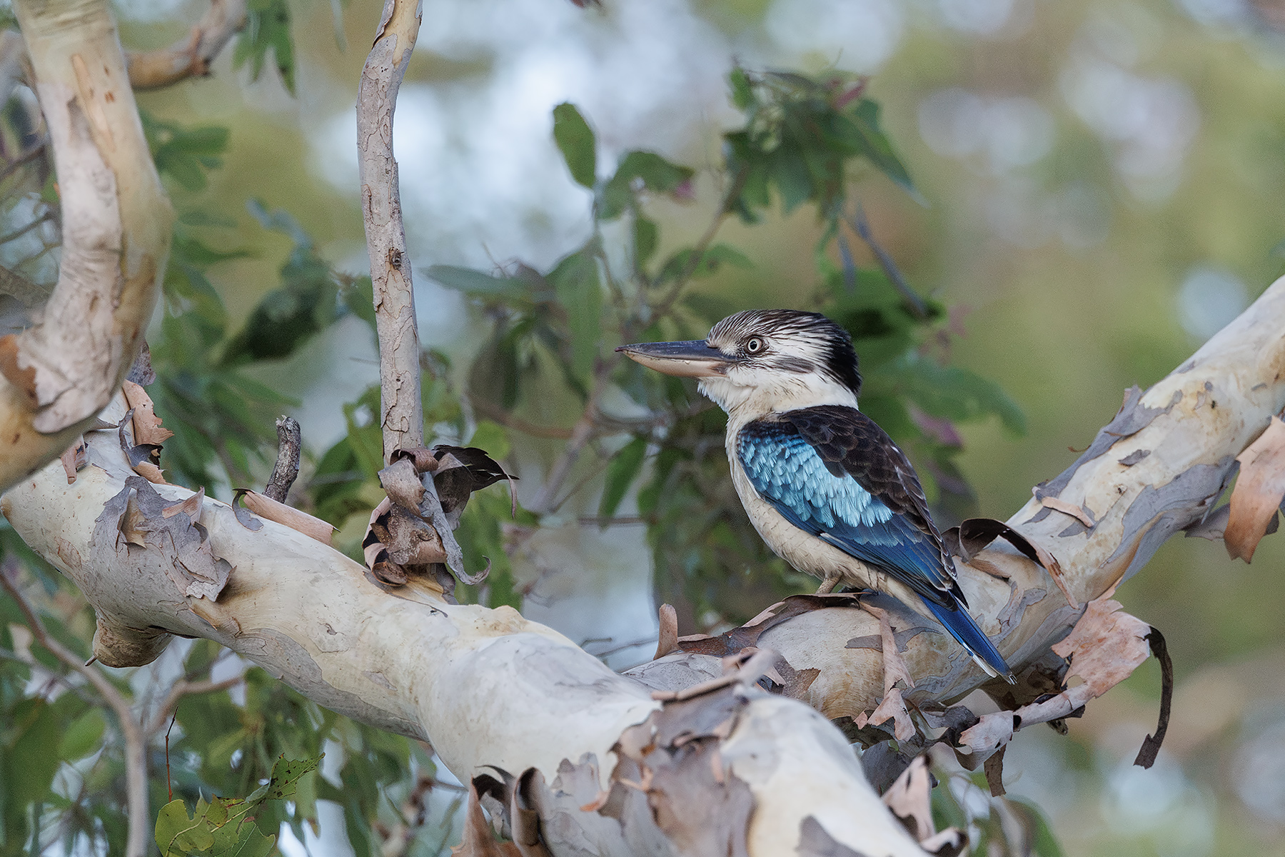 Blue-winged Kookaburra (image by Dáni Balla)