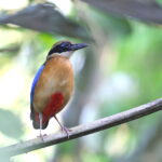 Blue-winged Pitta (image by János Oláh)