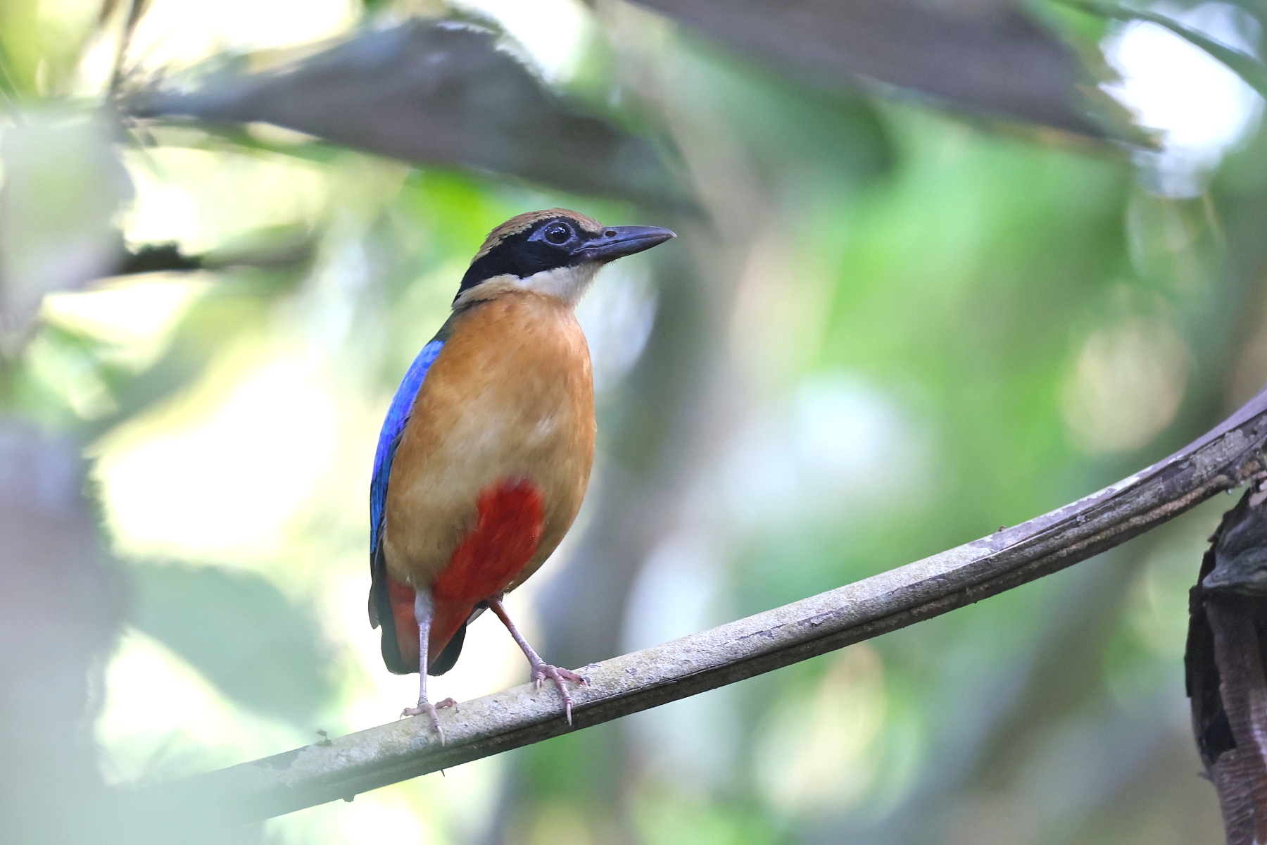 Blue-winged Pitta (image by János Oláh)