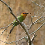 Böhm's Bee-eater (image by Edward Paxton)