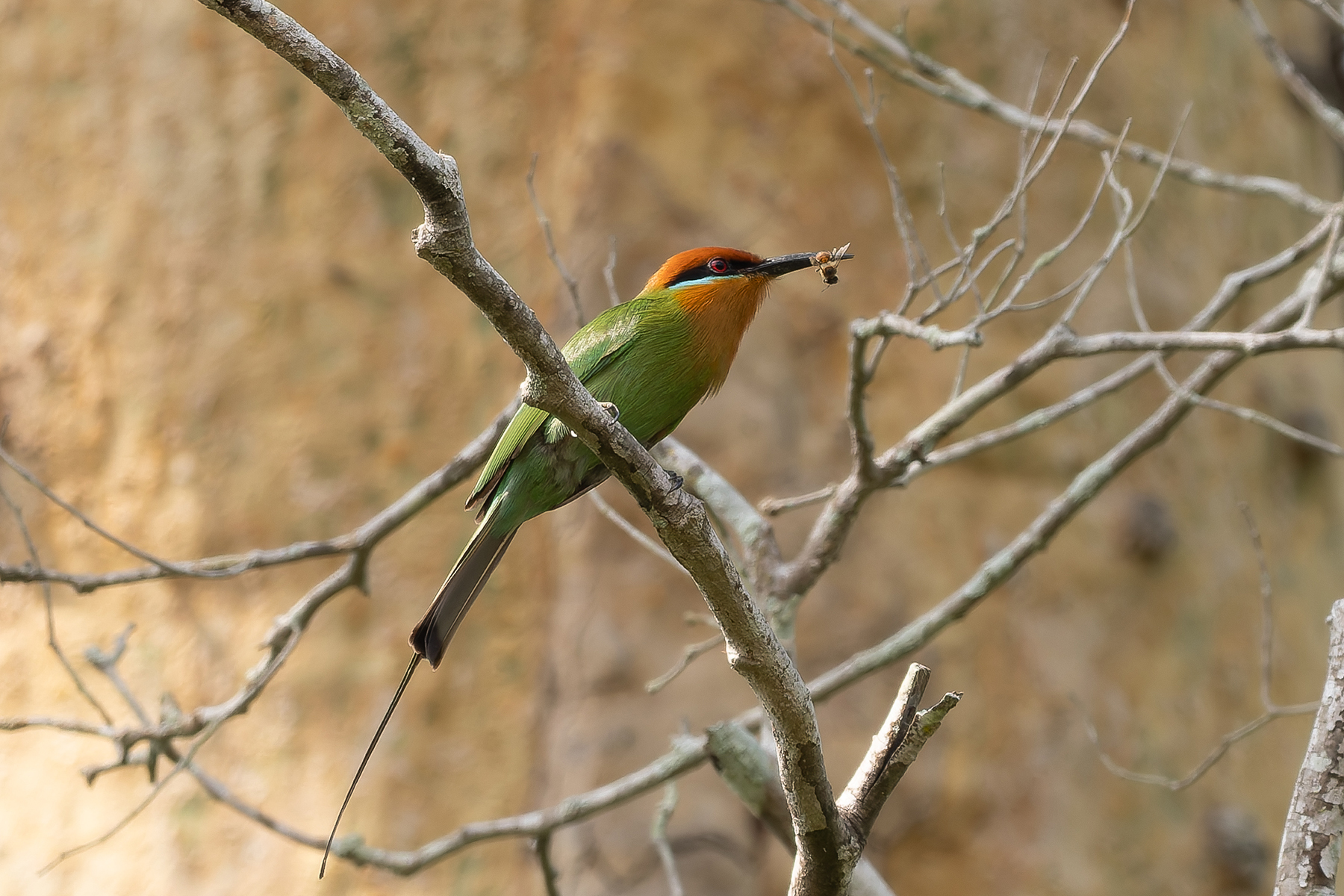 Böhm's Bee-eater (image by Edward Paxton)