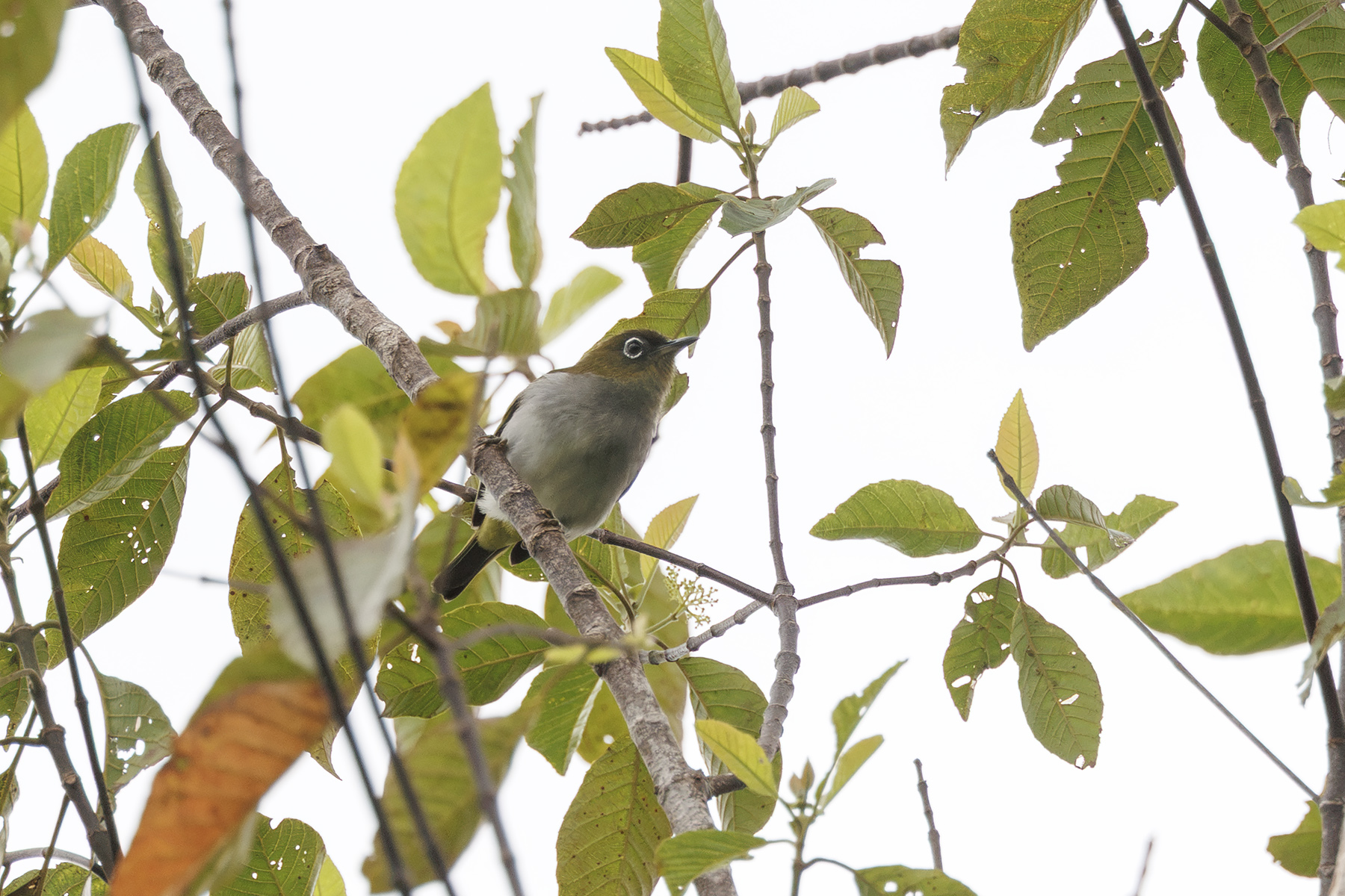Bougainville White-eye (image by Dáni Balla)
