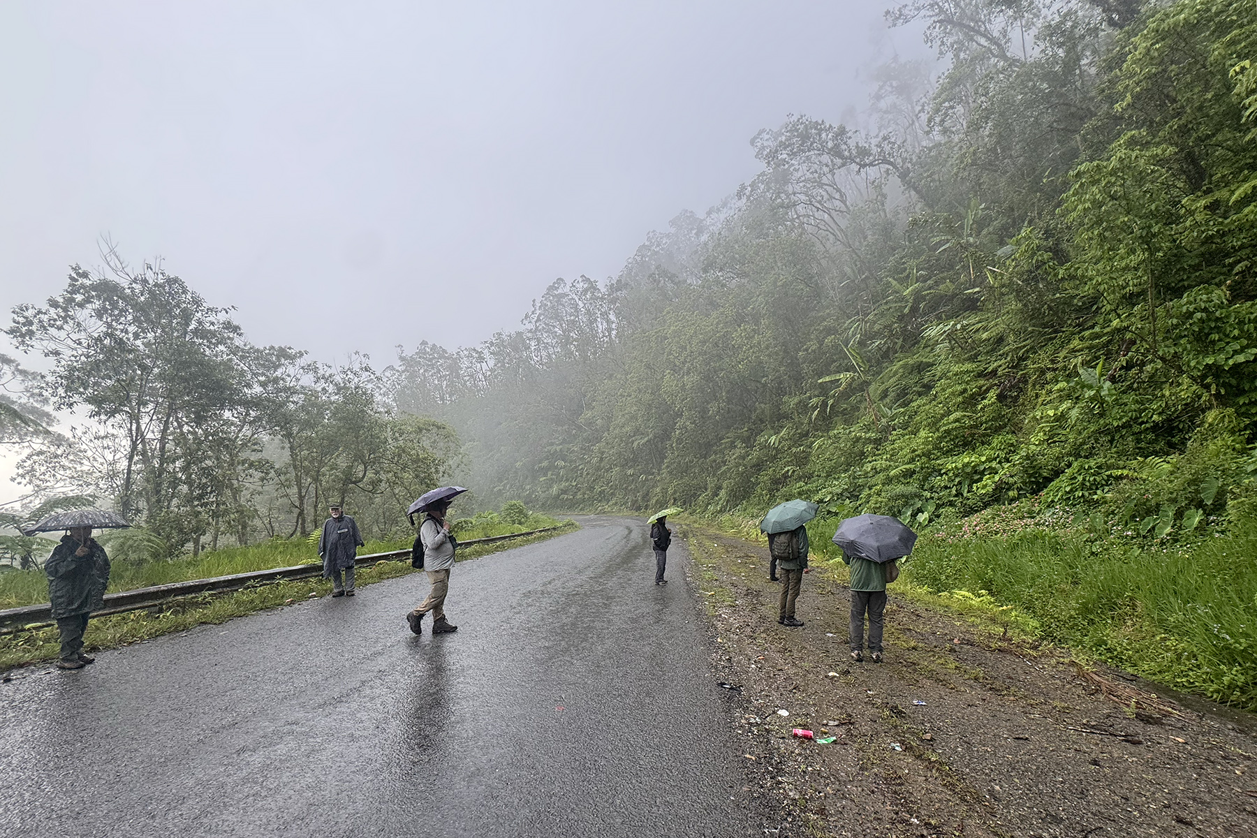 Bougainville birding! (image by Dáni Balla)