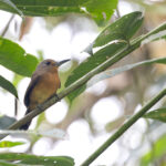 Brown Nunlet (image by Daniel Branch)