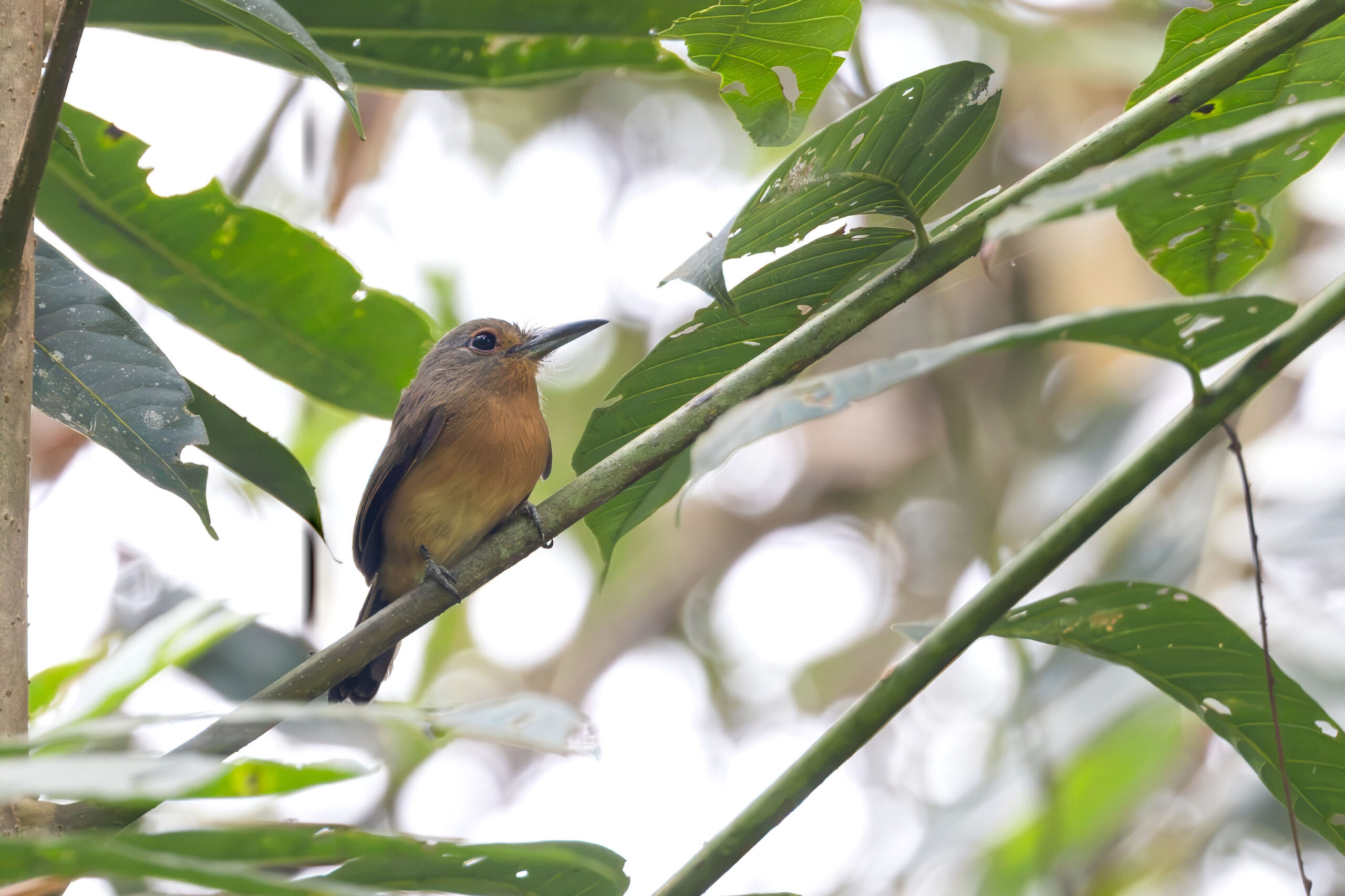 Brown Nunlet (image by Daniel Branch)