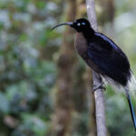 Brown Sicklebill (image by Dáni Balla)