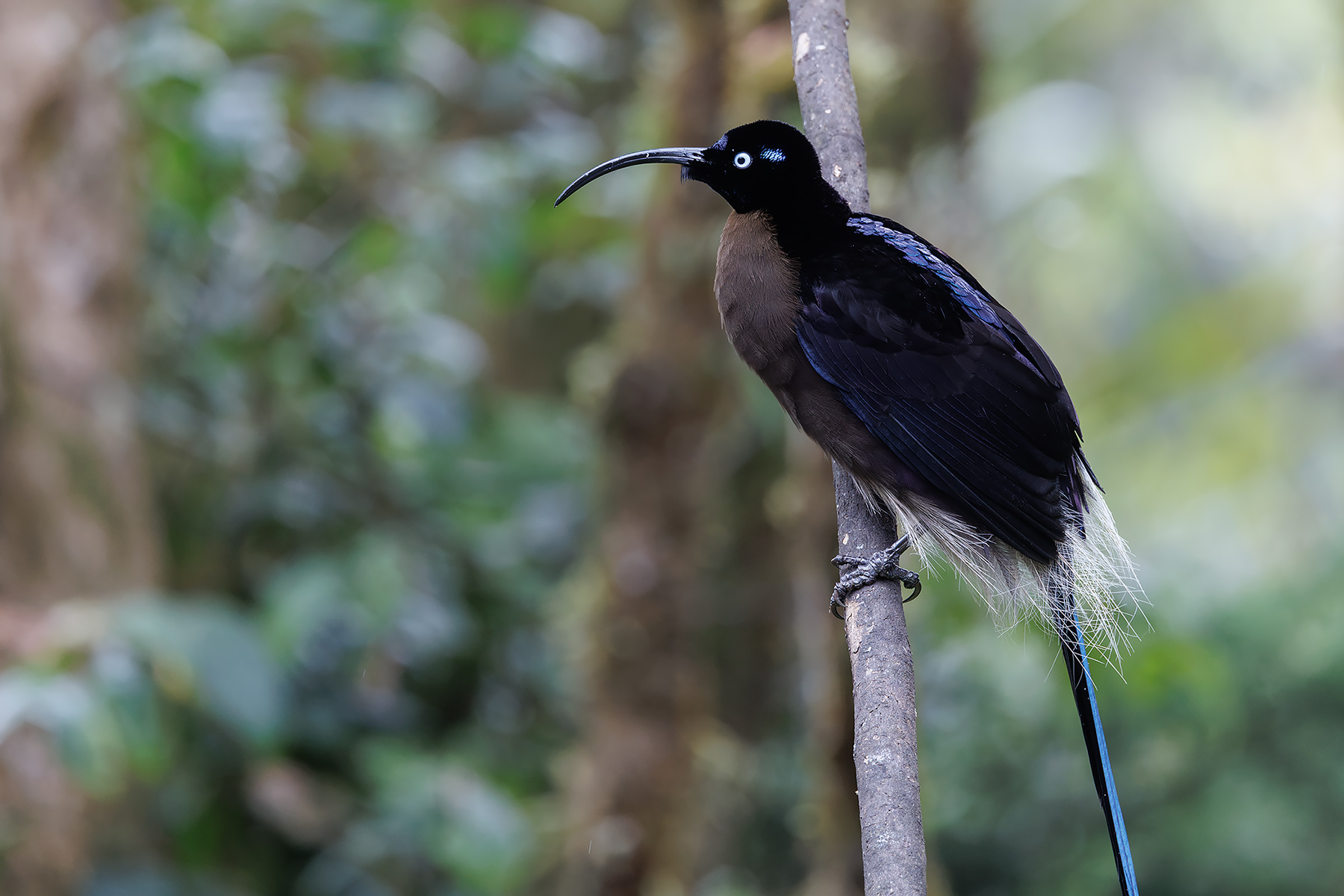 Brown Sicklebill (image by Dáni Balla)