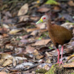 Brown Wood Rail (image by Daniel Branch)