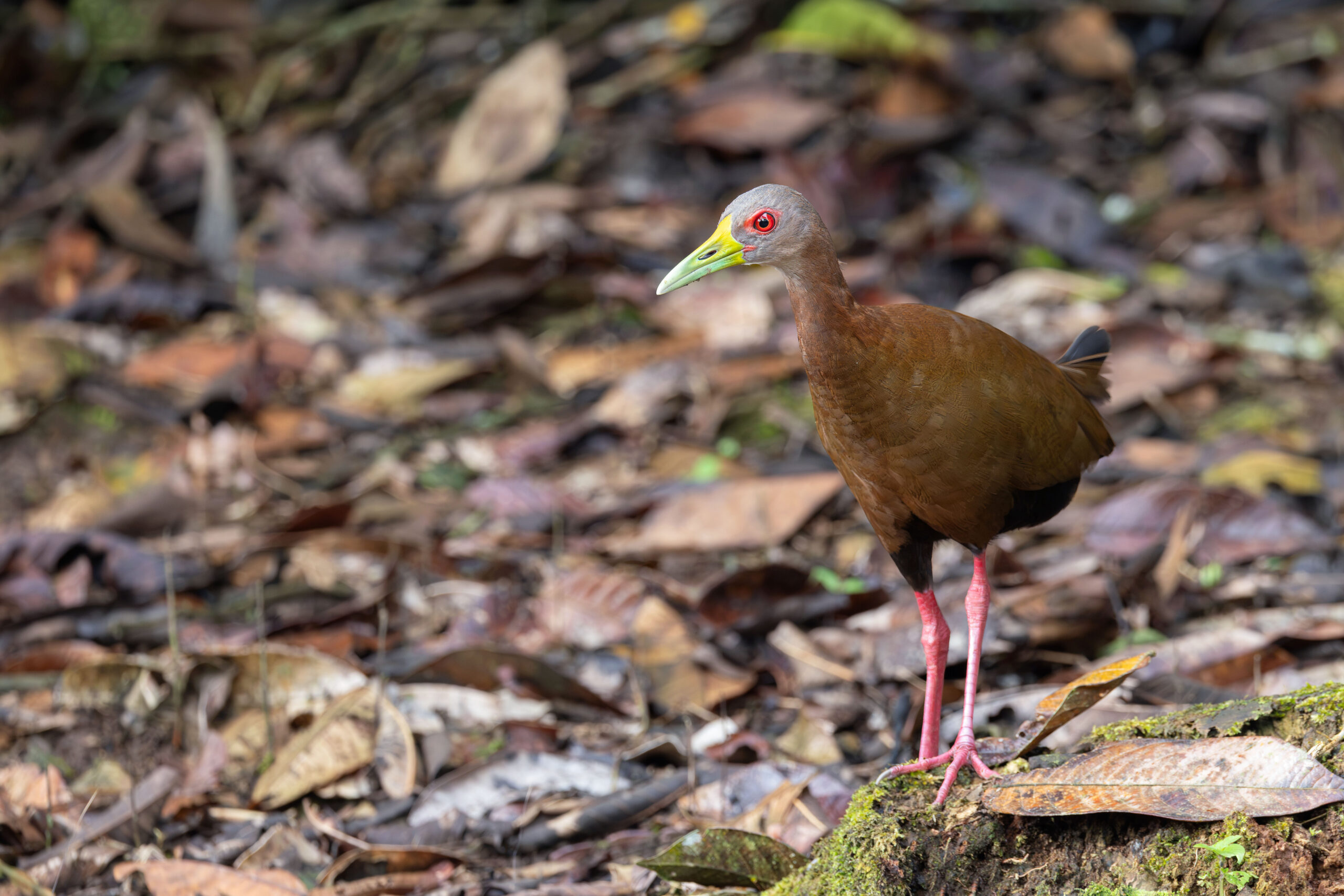 Brown Wood Rail (image by Daniel Branch)