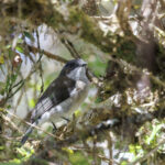 Brown-backed Whistler (image by Dáni Balla)