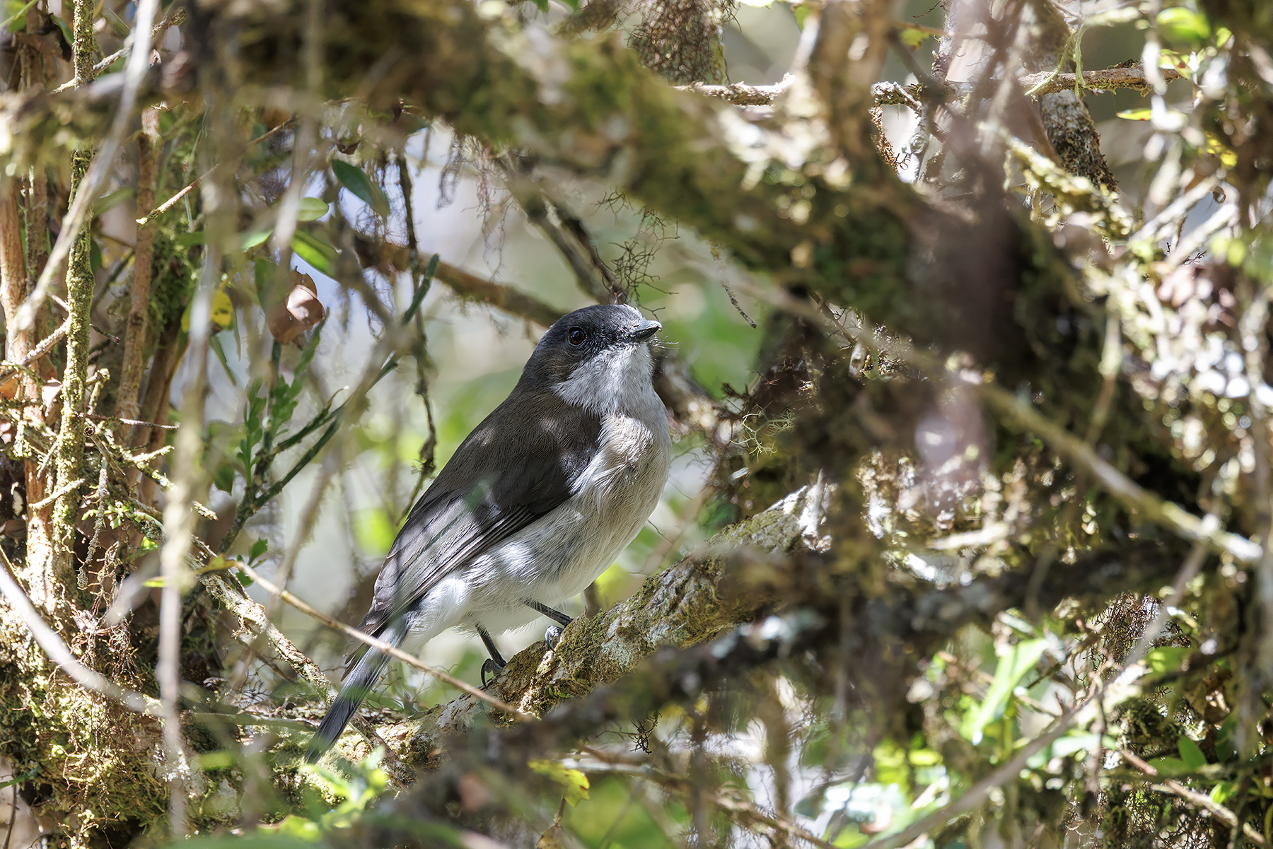 Brown-backed Whistler (image by Dáni Balla)