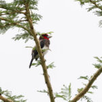 Brown-breasted Barbet (image by Edward Paxton)