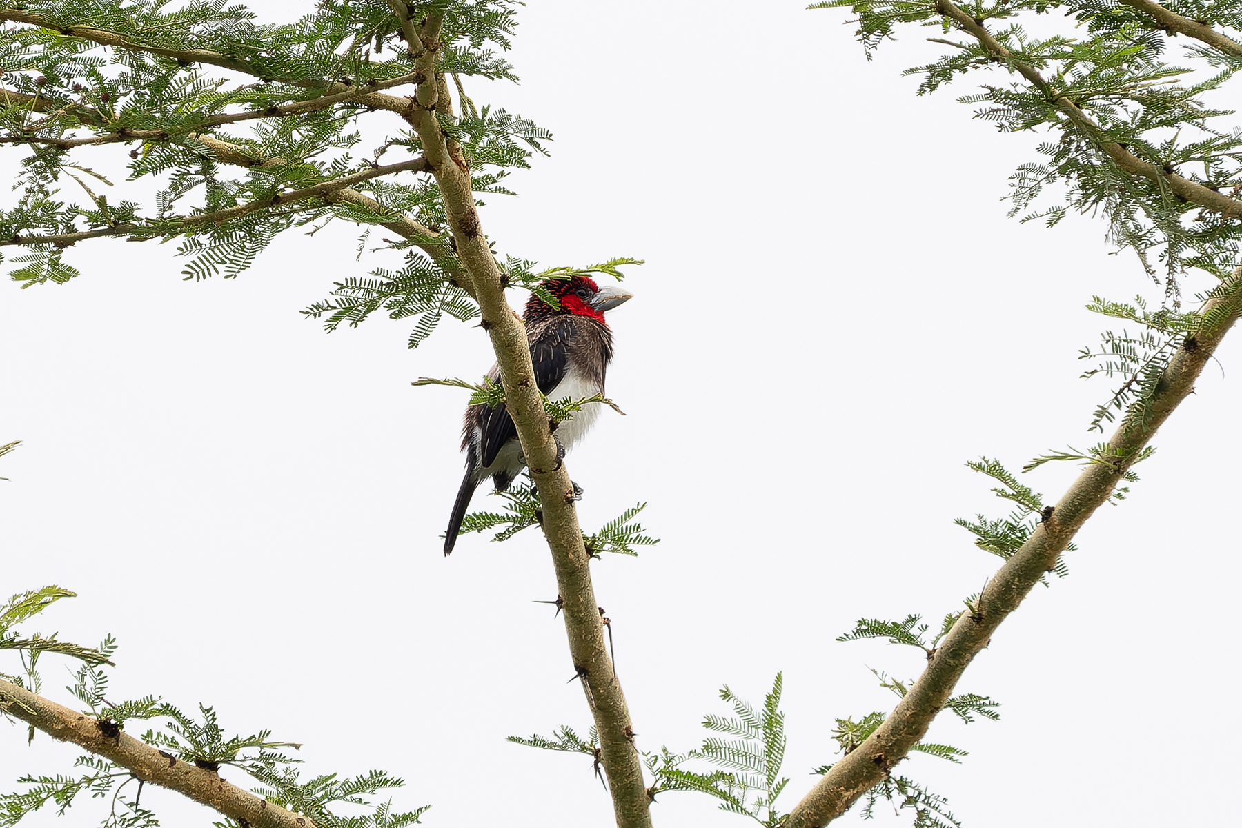 Brown-breasted Barbet (image by Edward Paxton)
