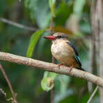 Brown-headed Kingfisher (image by Mark Van Beirs)