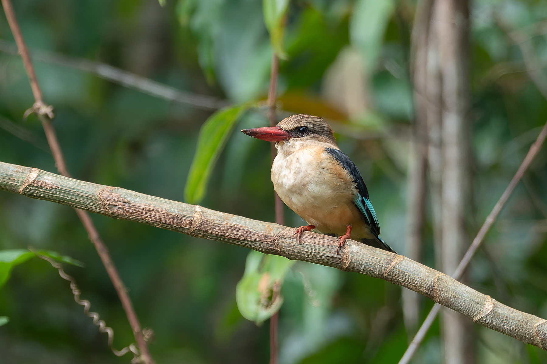 Brown-headed Kingfisher (image by Mark Van Beirs)