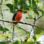 Brown-headed Paradise Kingfisher (image by Dáni Balla)